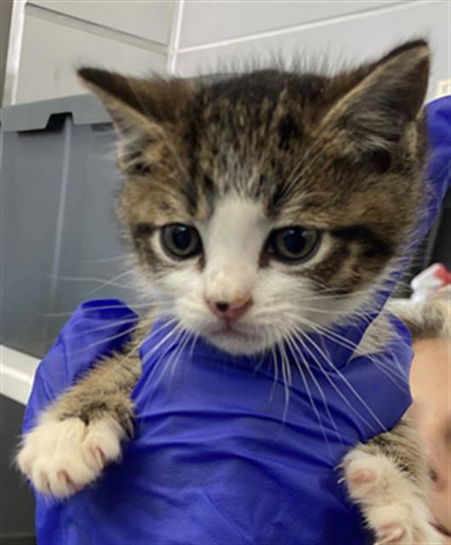 QUIGON, Baby Domestic Short Hair (medium coat), cat for adoption in Fort Worth, Texas