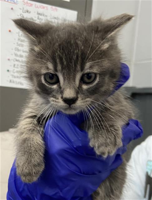 PADME, Baby Domestic Short Hair (medium coat), cat for adoption in Fort Worth, Texas