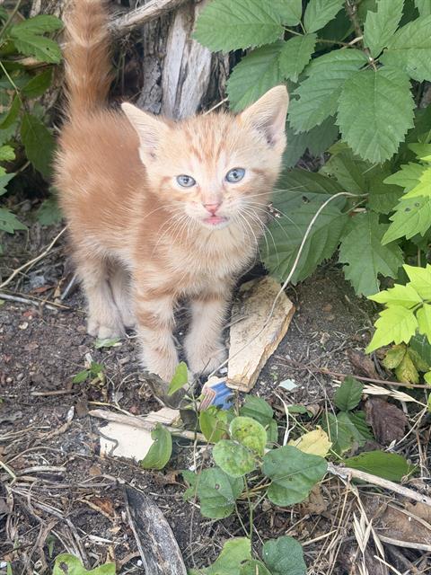 THEORI, Baby Domestic Short Hair (medium coat), cat for adoption in Fort Worth, Texas