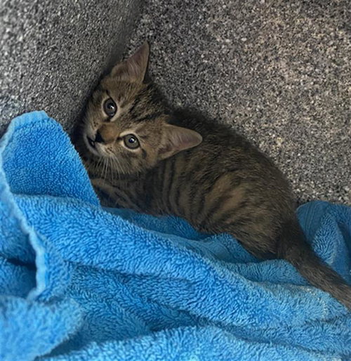 CARA, Baby Domestic Short Hair (medium coat), cat for adoption in Fort Worth, Texas