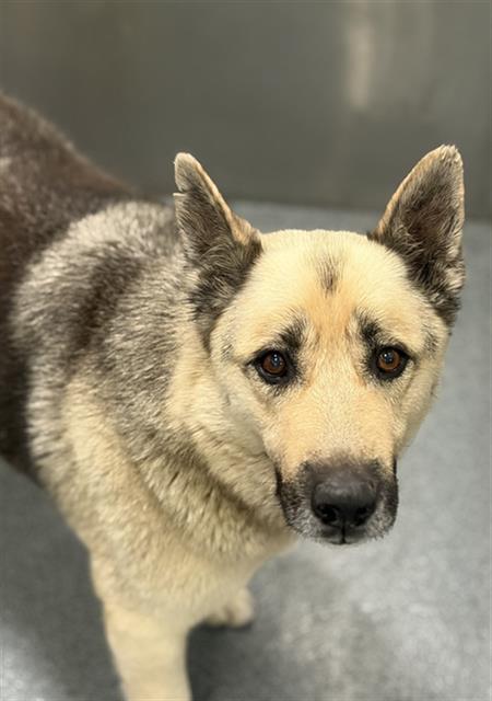 BUSTER, an adoptable German Shepherd Dog in Dallas, TX