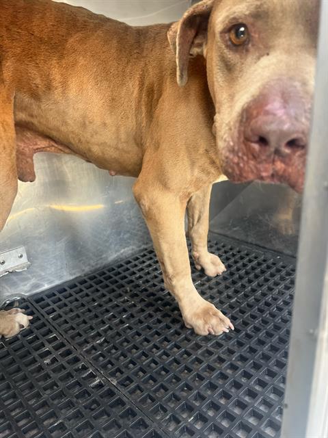 ZEUS, an adoptable Pit Bull Terrier in Dallas, TX