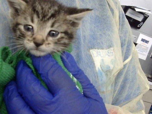 HAN, an adoptable Domestic Medium Hair in Dallas, TX