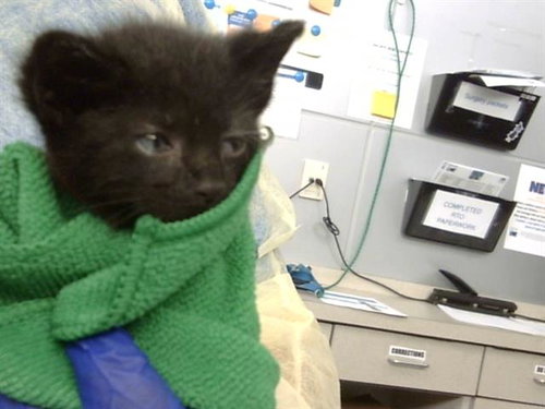 SOLO, Baby Domestic Medium Hair (medium coat), cat for adoption in Fort Worth, Texas