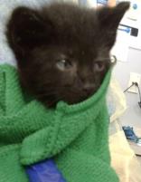 JEDI, an adoptable Domestic Medium Hair in Dallas, TX