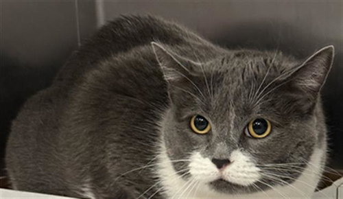 ARIA, Adult Domestic Short Hair (medium coat), cat for adoption in Fort Worth, Texas