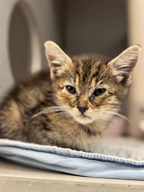 SABINE, Baby Domestic Short Hair (medium coat), cat for adoption in Fort Worth, Texas