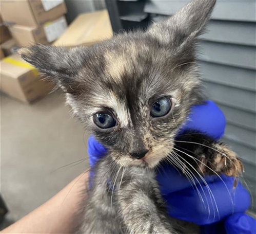 WINNIE, an adoptable Domestic Short Hair in Dallas, TX