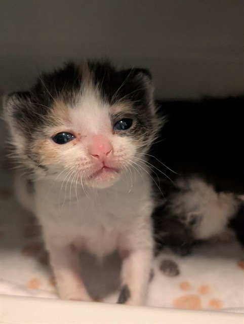 AHOSKA, Baby Domestic Short Hair (medium coat), cat for adoption in Fort Worth, Texas