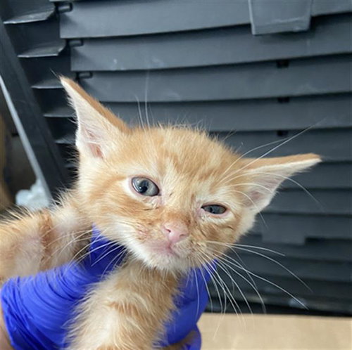 POOH, Baby Domestic Short Hair (medium coat), cat for adoption in Fort Worth, Texas