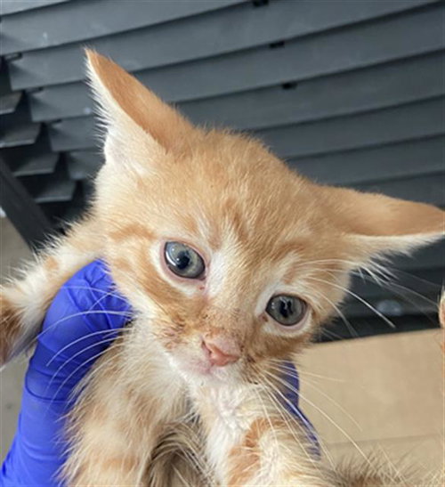 ROO, Baby Domestic Short Hair (medium coat), cat for adoption in Fort Worth, Texas