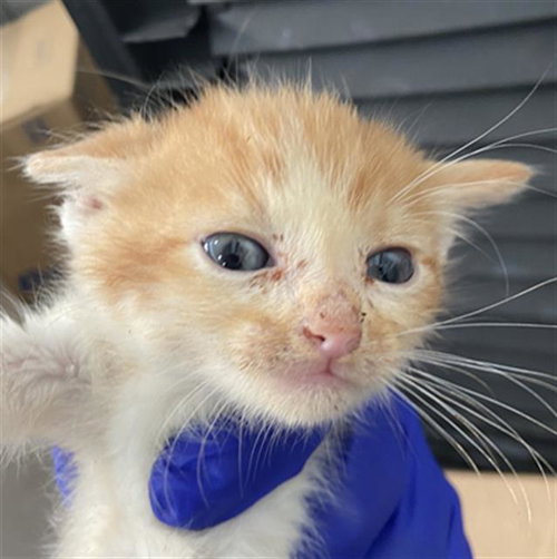 GARFIELD, Baby Domestic Short Hair (medium coat), cat for adoption in Fort Worth, Texas