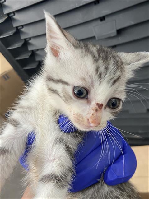 EEYORE, Baby Domestic Short Hair (medium coat), cat for adoption in Fort Worth, Texas