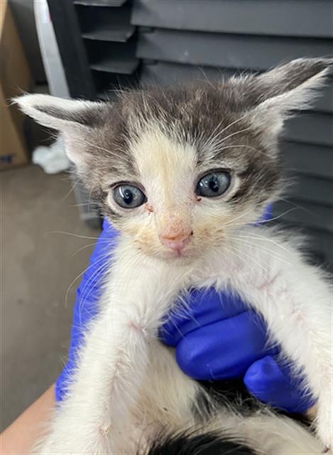 RABBIT, Baby Domestic Short Hair (medium coat), cat for adoption in Fort Worth, Texas