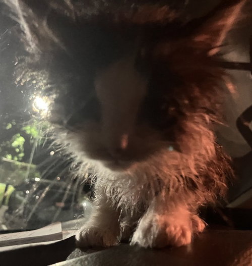 MARCO, an adoptable Domestic Long Hair in Dallas, TX