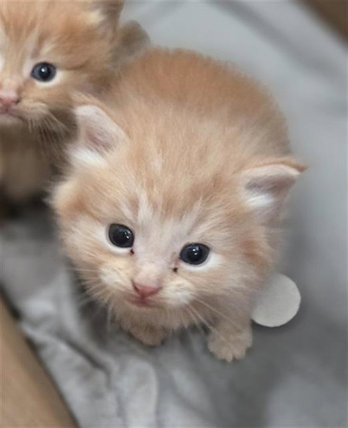 RAIN, an adoptable Domestic Medium Hair in Dallas, TX