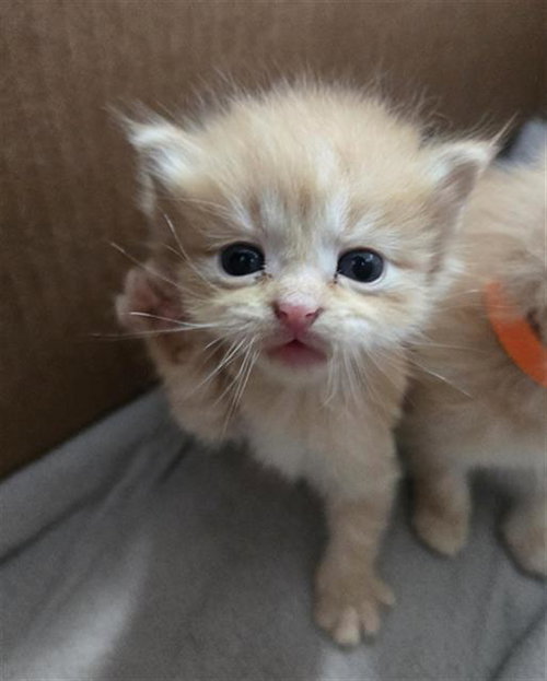 WINDY, Baby Domestic Medium Hair (medium coat), cat for adoption in Fort Worth, Texas