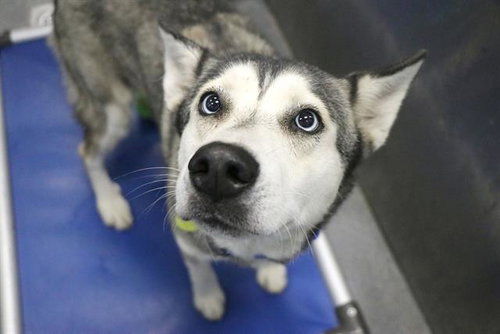 PIP, an adoptable Husky in Dallas, TX