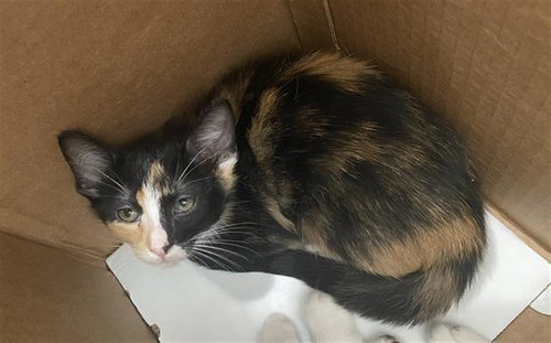 SIMBA, Baby Domestic Short Hair (medium coat), cat for adoption in Fort Worth, Texas