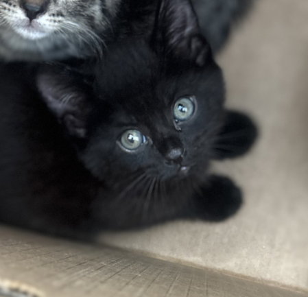 OCEAN, Baby Domestic Short Hair (medium coat), cat for adoption in Fort Worth, Texas