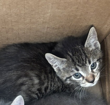 LAKE, Baby Domestic Short Hair (medium coat), cat for adoption in Fort Worth, Texas