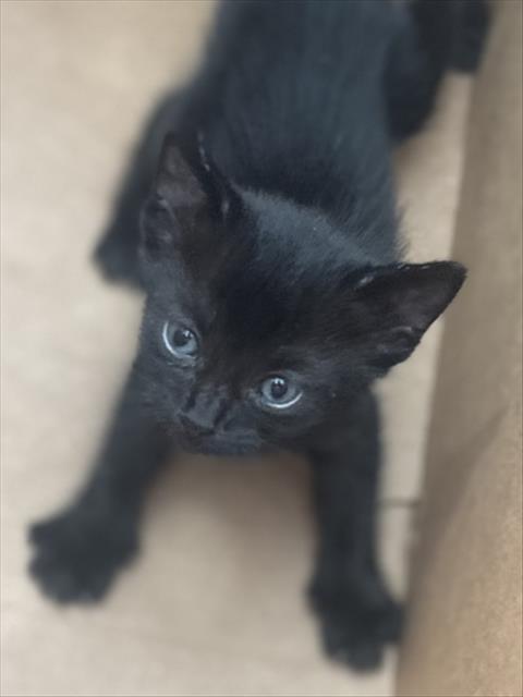 AMBER, Baby Domestic Short Hair (medium coat), cat for adoption in Fort Worth, Texas