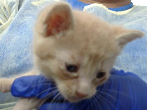CONFETTI, Baby Domestic Medium Hair (medium coat), cat for adoption in Fort Worth, Texas