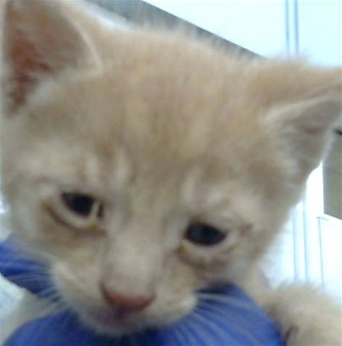 CINCO, Baby Domestic Medium Hair (medium coat), cat for adoption in Fort Worth, Texas