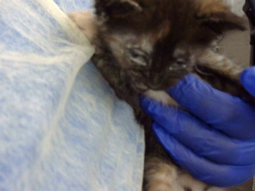 MAYO, Baby Domestic Medium Hair (medium coat), cat for adoption in Fort Worth, Texas