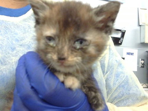 VICTORIA, Baby Domestic Medium Hair (medium coat), cat for adoption in Fort Worth, Texas