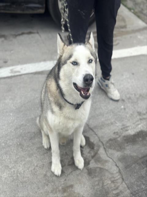 LOGAN, an adoptable Siberian Husky in Dallas, TX