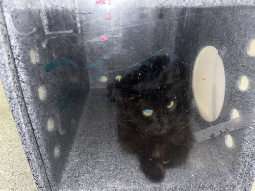 AMY, Adult Domestic Short Hair (medium coat), cat for adoption in Fort Worth, Texas