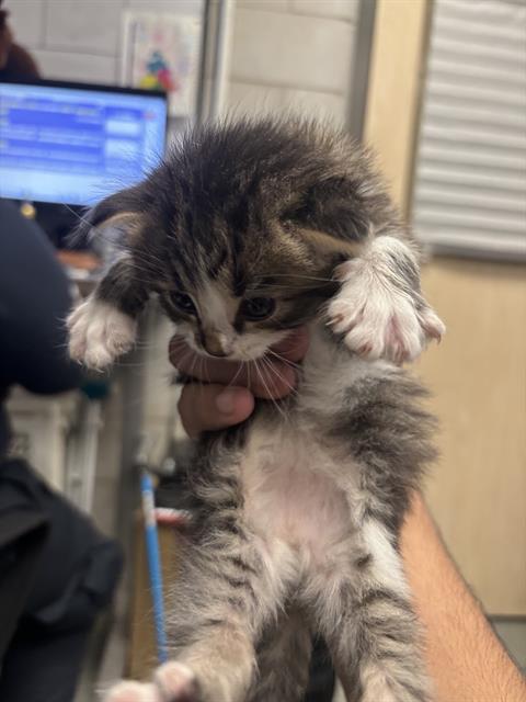 MEATBALL, Baby Domestic Short Hair (medium coat), cat for adoption in Fort Worth, Texas