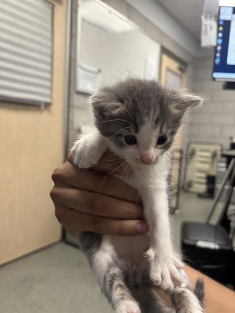 SPOTS, Baby Domestic Short Hair (medium coat), cat for adoption in Fort Worth, Texas