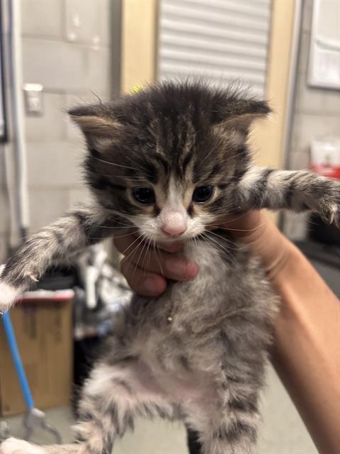 CURLY, Baby Domestic Short Hair (medium coat), cat for adoption in Fort Worth, Texas
