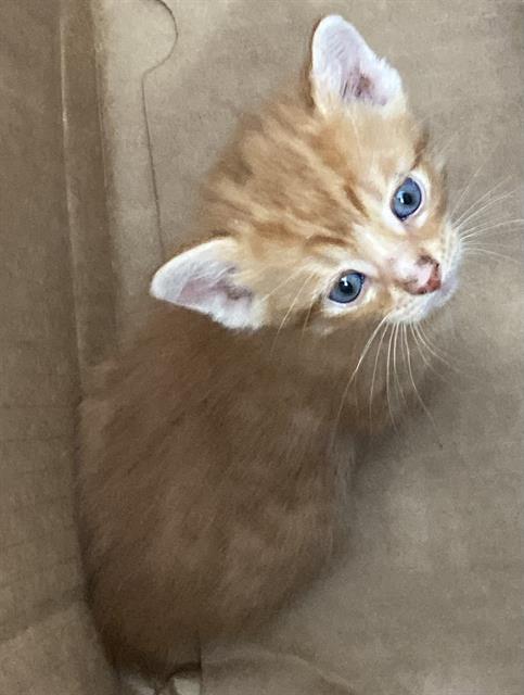 CUTIE, Baby Domestic Medium Hair (medium coat), cat for adoption in Fort Worth, Texas