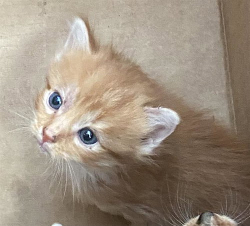 MANDARIN, Baby Domestic Short Hair (medium coat), cat for adoption in Fort Worth, Texas