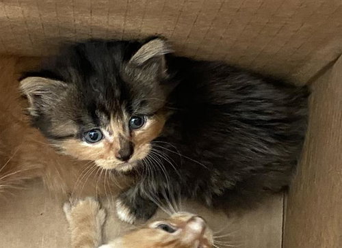 CLEMENTINE, Baby Domestic Medium Hair (medium coat), cat for adoption in Fort Worth, Texas