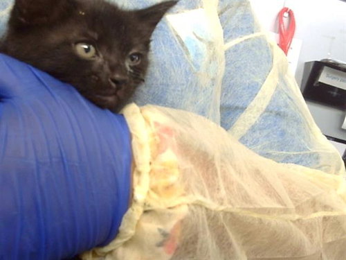 TACO, Baby Domestic Short Hair (medium coat), cat for adoption in Fort Worth, Texas