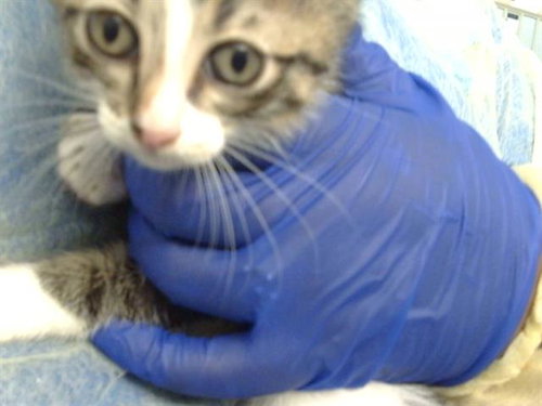 QUESO, Baby Domestic Short Hair (medium coat), cat for adoption in Fort Worth, Texas