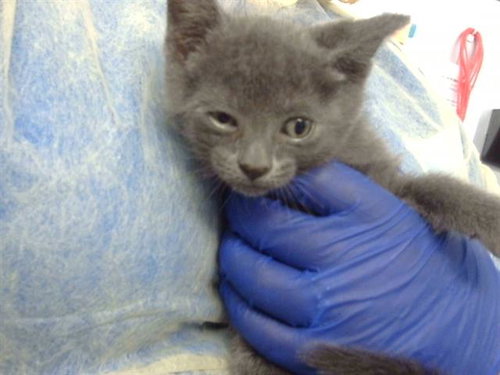 TAMALE, Baby Domestic Short Hair (medium coat), cat for adoption in Fort Worth, Texas
