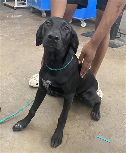 LUNA, an adoptable Labrador Retriever in Dallas, TX