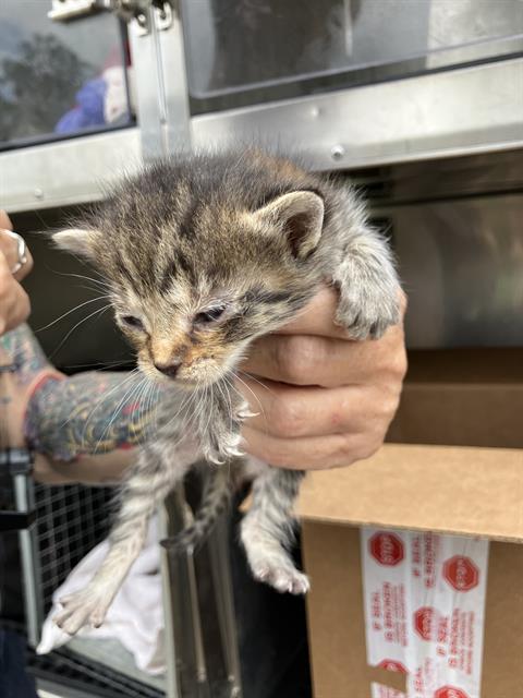 JESSICA, Baby Domestic Short Hair (medium coat), cat for adoption in Fort Worth, Texas