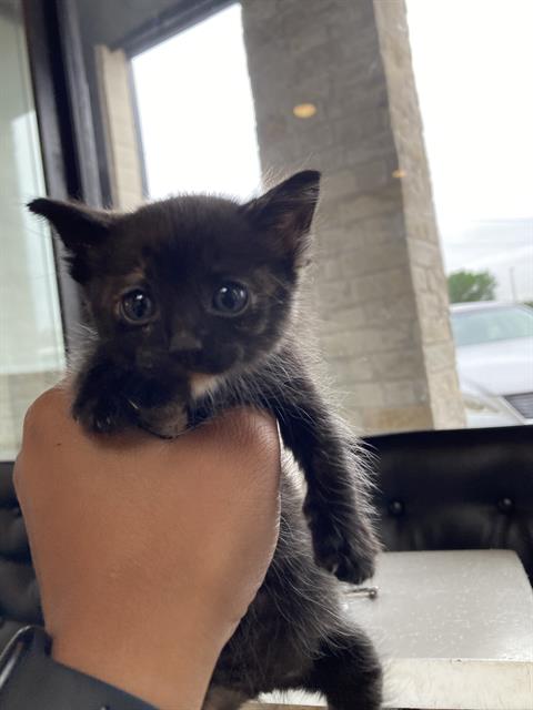 DERBY, Baby Domestic Short Hair (medium coat), cat for adoption in Fort Worth, Texas