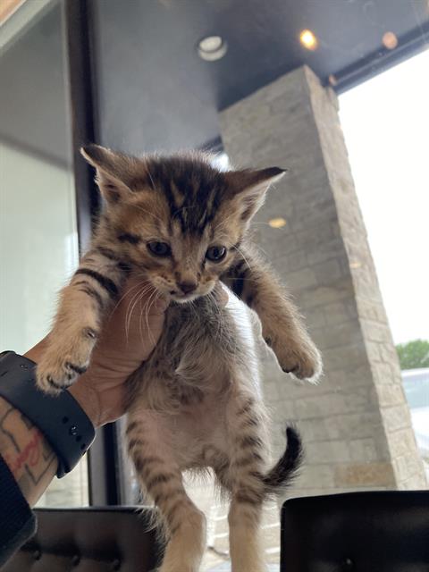 JOCKEY, an adoptable Domestic Short Hair in Dallas, TX