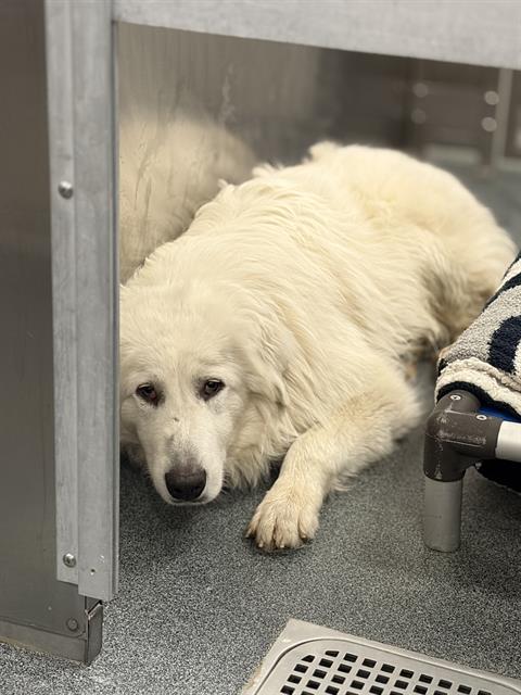 BOBO, an adoptable Great Pyrenees in Dallas, TX