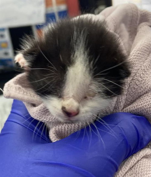 FENRIS, Baby Domestic Short Hair (medium coat), cat for adoption in Fort Worth, Texas
