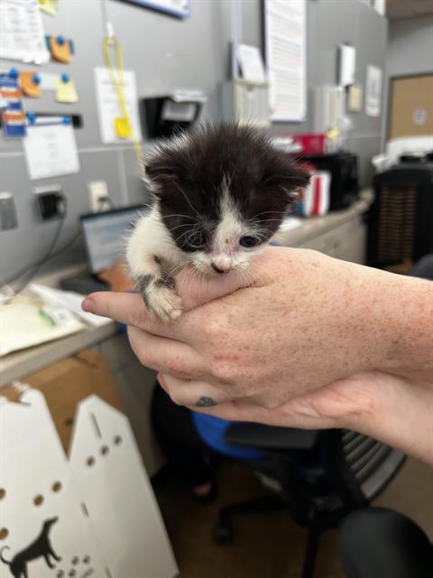 CALI, Baby Domestic Short Hair (medium coat), cat for adoption in Fort Worth, Texas