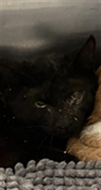 SMOKE, Adult Domestic Short Hair / Mixed (medium coat), cat for adoption in Fort Worth, Texas
