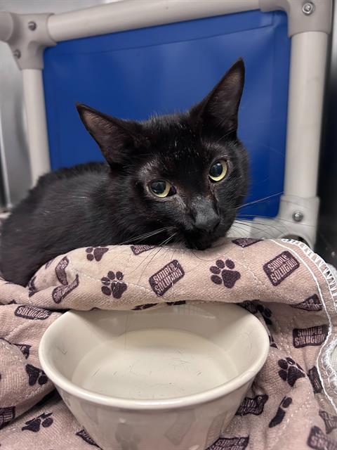 SMOKE, Adult Domestic Short Hair / Mixed (medium coat), cat for adoption in Fort Worth, Texas